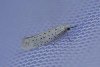 Yponomeuta evonymella