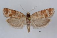 Rhyacionia maritimana
