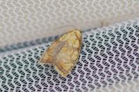 Acleris bergmanniana