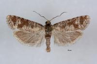 Rhyacionia maritimana
