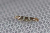 Argyresthia goedartella