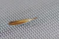 Coleophora