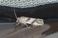 Eucosma pupillana