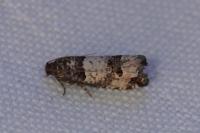 Notocelia incarnatana