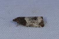 Notocelia roborana