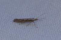 Plutella xylostella