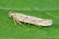 Scrobipalpa instabilella