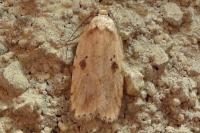 Agonopterix
