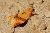 Clepsis consimilana