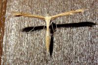 Stenoptilia
