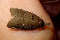 Luquetia lobella