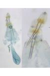 Ptocheuusa paupella