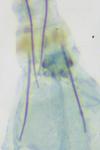 Ptocheuusa paupella