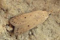 Nothris verbascella