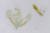Apatema proteroclina