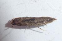 Opogona omoscopa