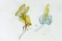 Lobesia helichrysana