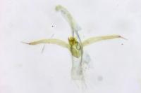 Phyllonorycter trifasciella
