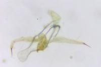Phyllonorycter trifasciella