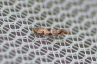 Phyllonorycter trifasciella