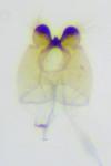 Oinophila v-flavum