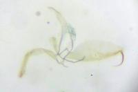 Phyllonorycter