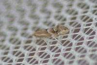 Phyllonorycter