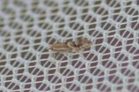 Phyllonorycter