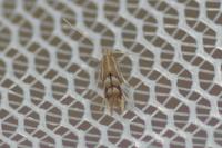 Phyllonorycter