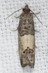 Spilonota ocellana