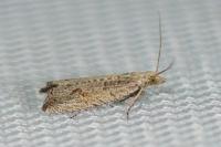 Bactra lancealana