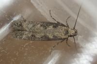 Pogochaetia solitaria