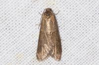 Tortricodes alternella