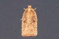 Agonopterix