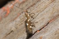 Calybites phasianipennella