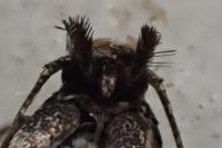 Pogochaetia solitaria
