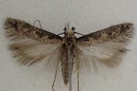 Pogochaetia solitaria