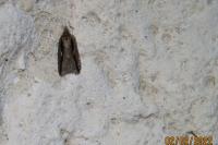 Acleris umbrana