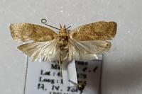 Agonopterix assimilella