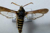 Paranthrene tabaniformis synagriformis