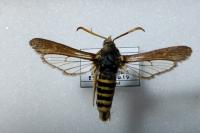Paranthrene tabaniformis synagriformis