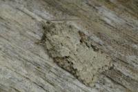 Acleris kochiella