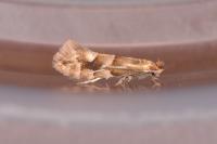 Phyllonorycter salicicolella
