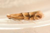Phyllonorycter salicicolella