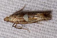 Acrolepiopsis marcidella