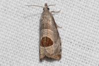 Notocelia uddmanniana