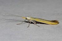 Coleophora