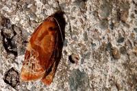 Ditula angustiorana
