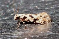 Nemapogon nevadellus