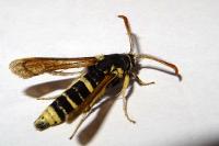 Paranthrene tabaniformis synagriformis